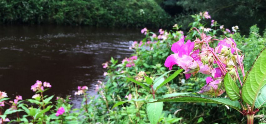 River bank covered with invasive himalayan balsam, showing the pink flowers