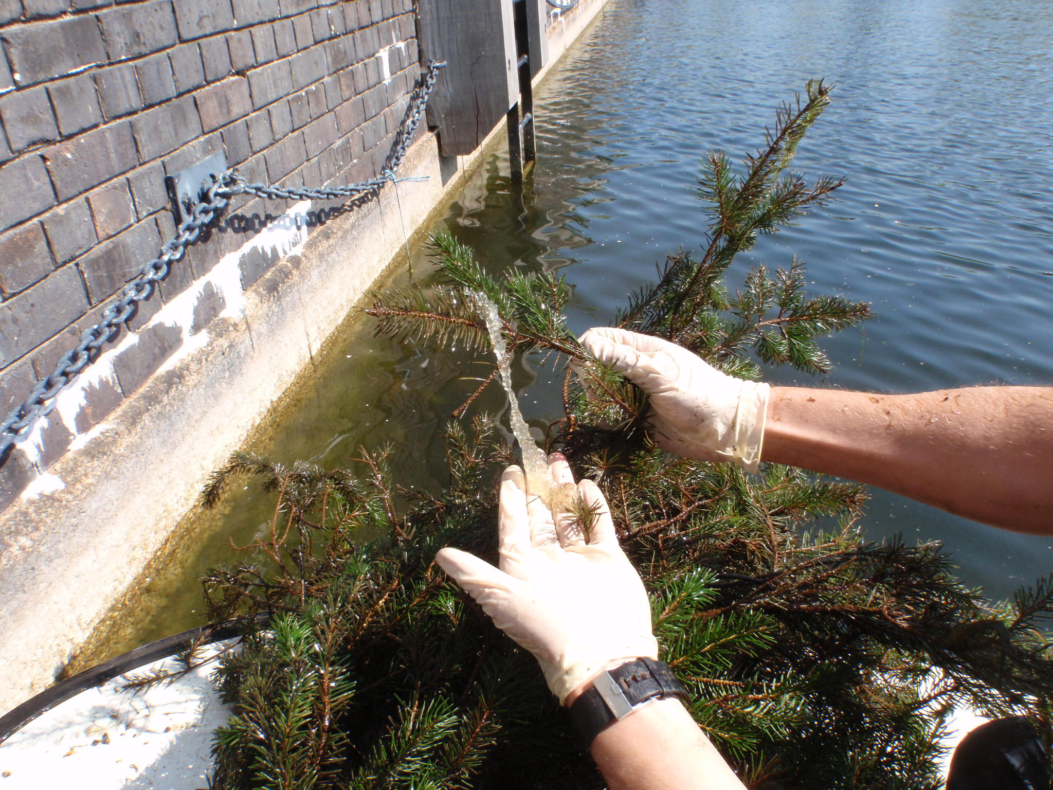 APEM scientists examining fish eggs on a bundles of Christmas tree branches, Salford Quays