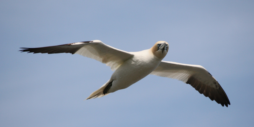 Apem Gannet flight