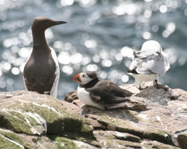 An image of three birds on a cliff