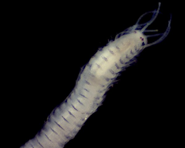 This is Synmerosyllis lamelligera, a type of bristle worm. It belongs to a family with long slender bodies.