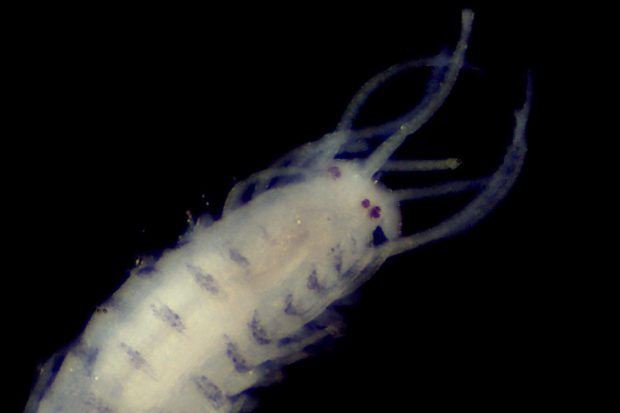 International Polychaete Day: why we love polychaetes Thumbnail