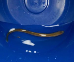 Juvenile lamprey in a bucket