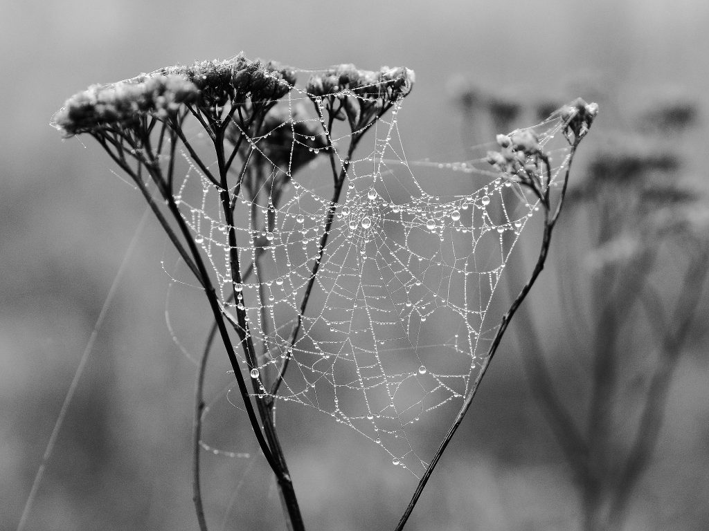 frozen spiderweb