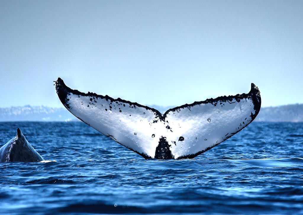humpback whale