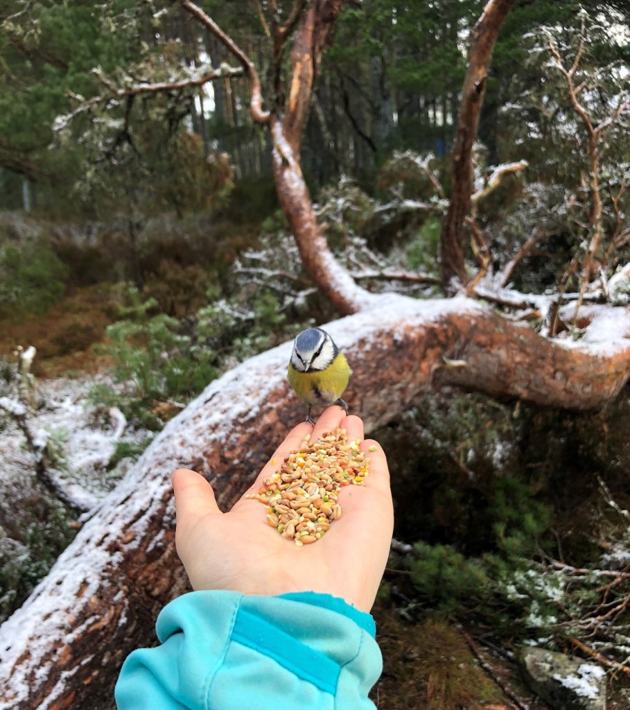 blue tit feeding from hand