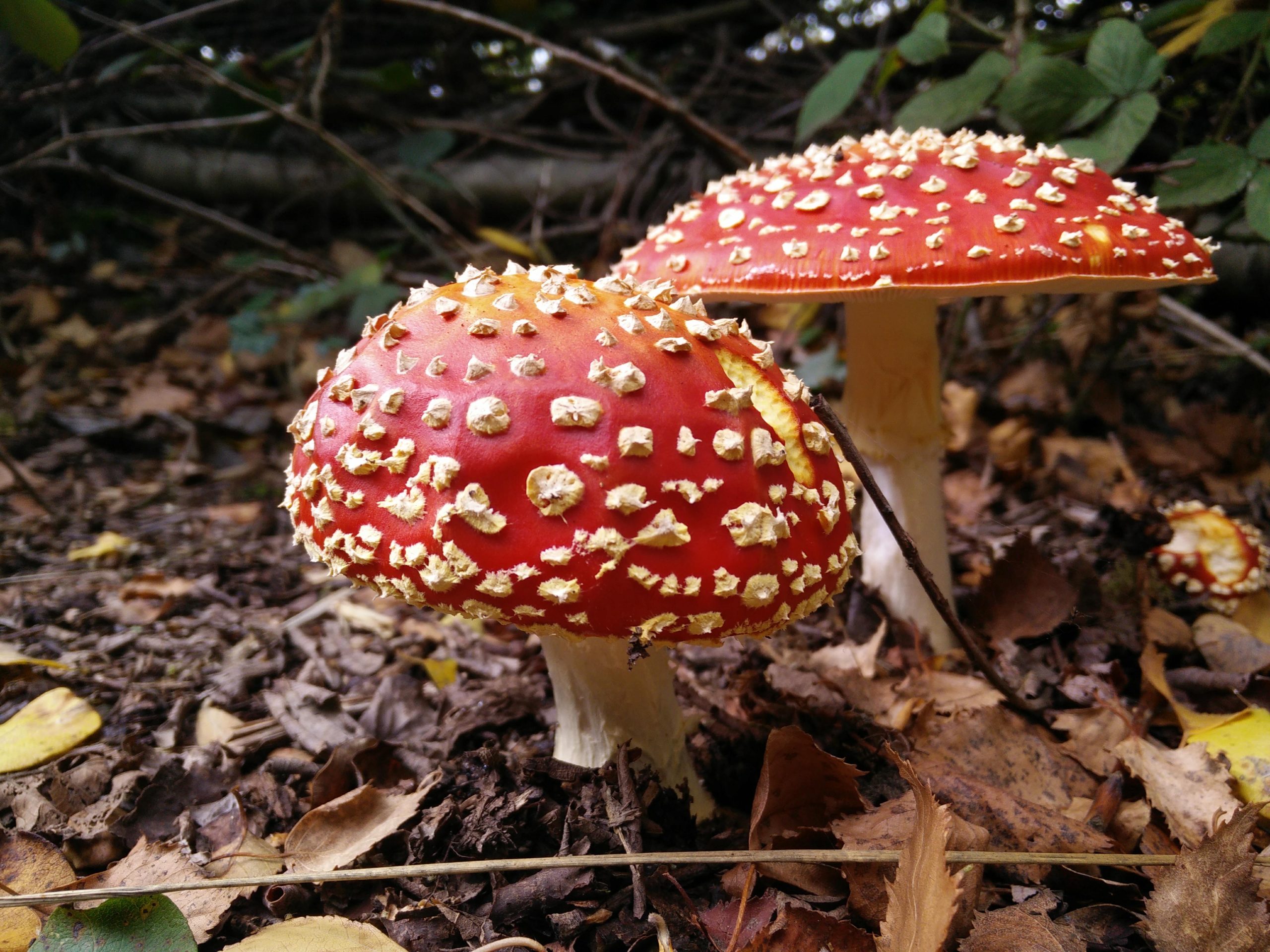 Fly agaric fungi