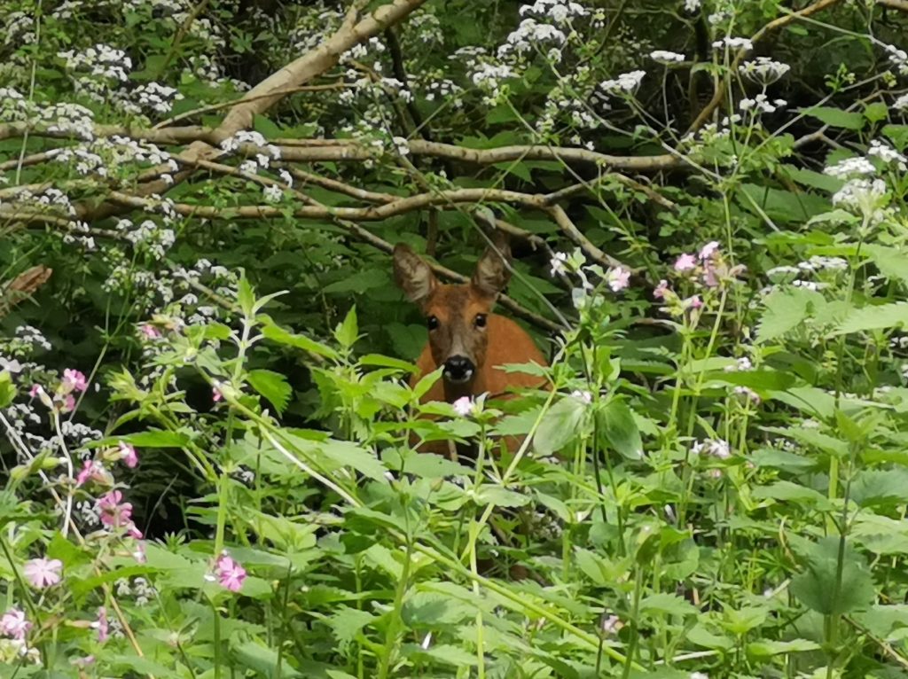 roe deer