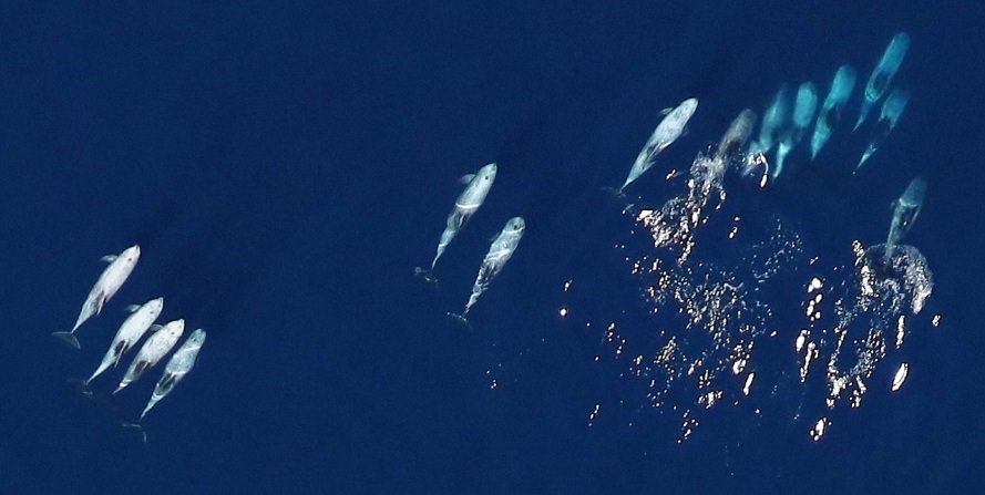 Aerial view of risso's dolphins