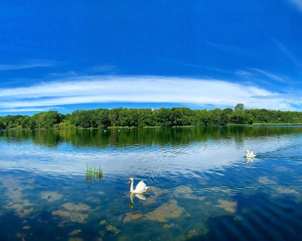 swans on a lake on a sunny day
