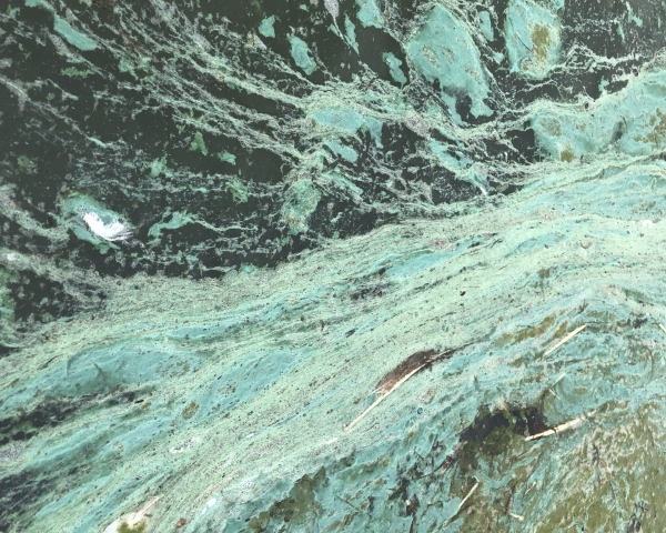 Algal bloom incident