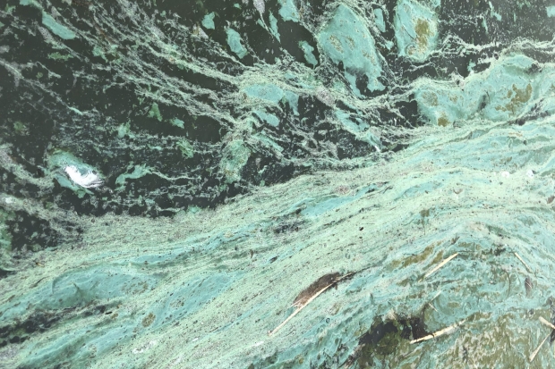 Prepare now for this summer’s algal blooms Thumbnail