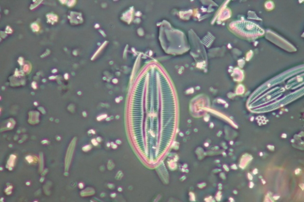 What are diatoms and what can they tell us about water quality? Thumbnail
