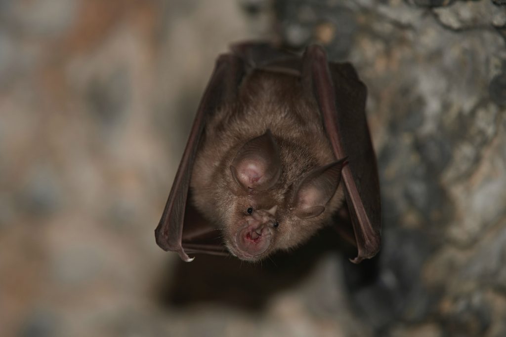 Greater horshoe bat