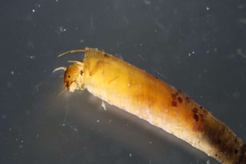 caddisfly