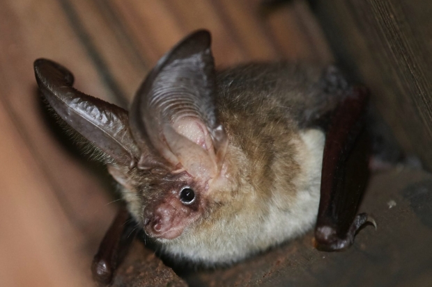 All about bats: bat ecology and how they are protected Thumbnail