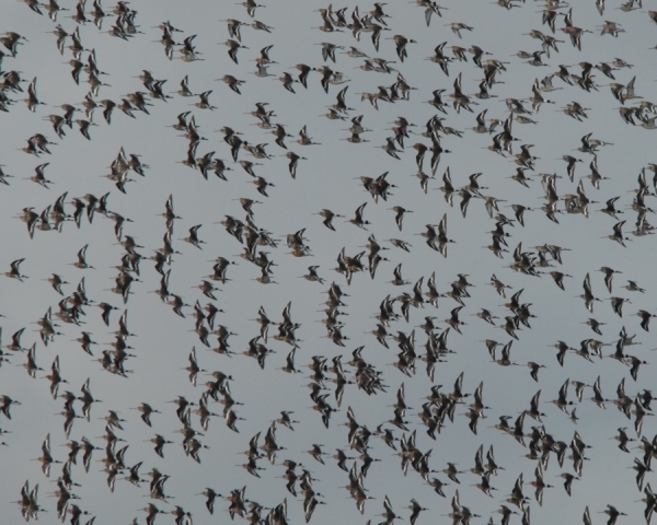 flock of godwits