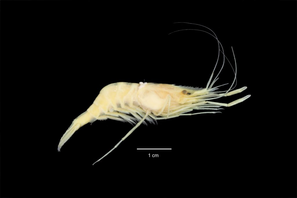 Palaemon_macrodactylus