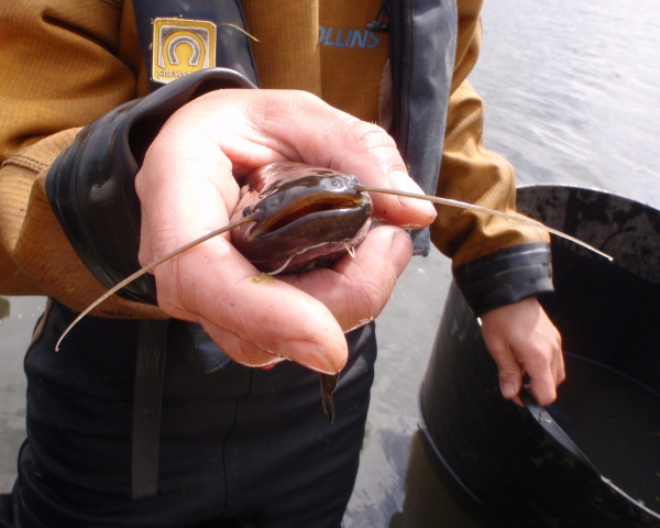Wels catfish closeup