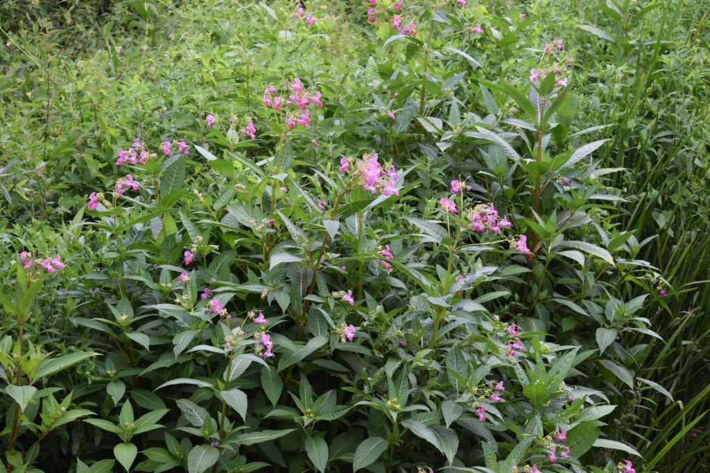 Himalayan-balsam