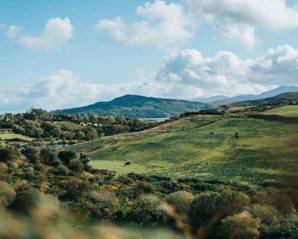 Ireland hills with cows