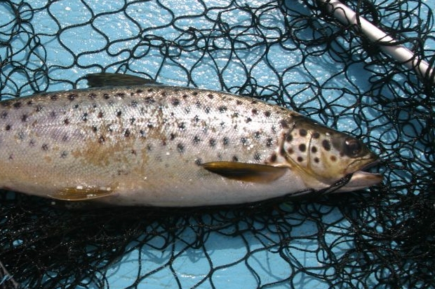 What a catch! APEM’s fisheries team expands Thumbnail