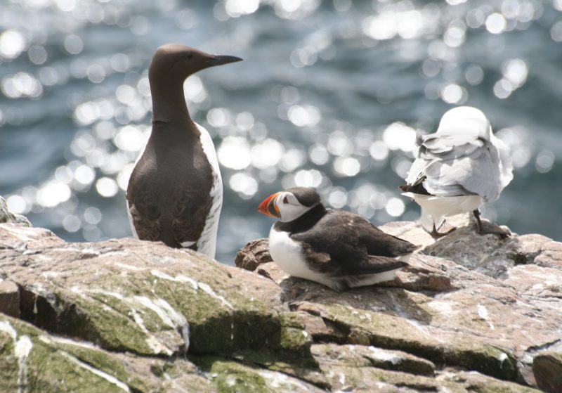 Three sea birds