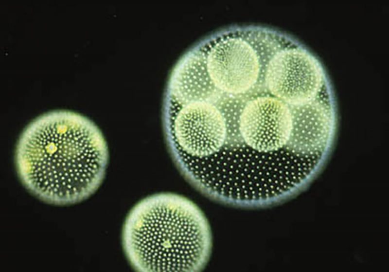 Volvoxa under a microscope
