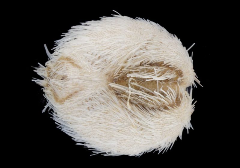 Echinocardium cordatum under a microscope