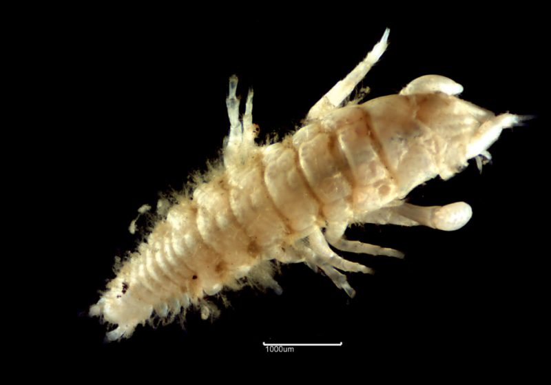 Organism under a microscope from ballast water