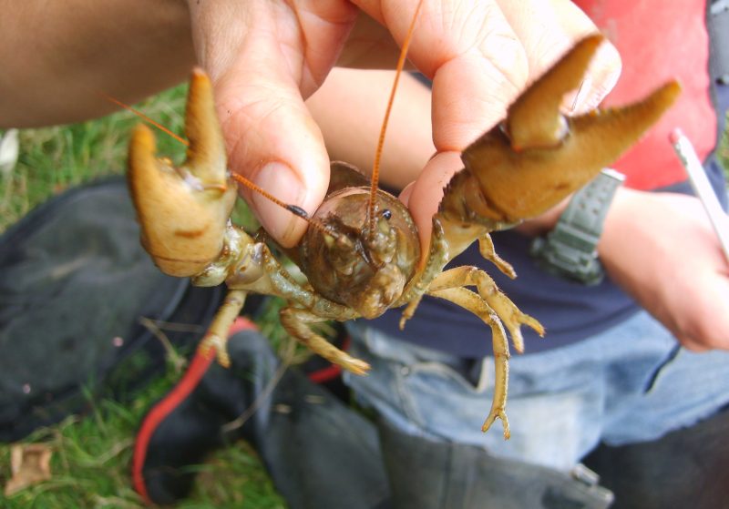 Crayfish from the front