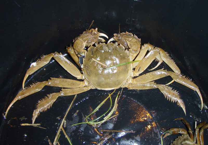 Eriocheir sinensis closeup