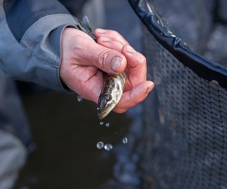 Fish rescue, removal, relocation and stock assessment Thumbnail