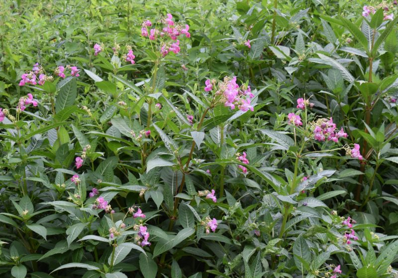 Himalayan balsam
