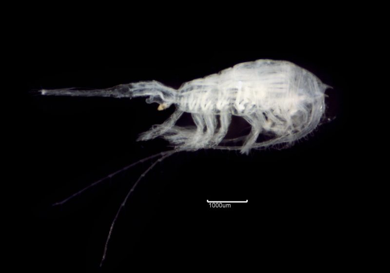 Organism found in ballast water under a microscope