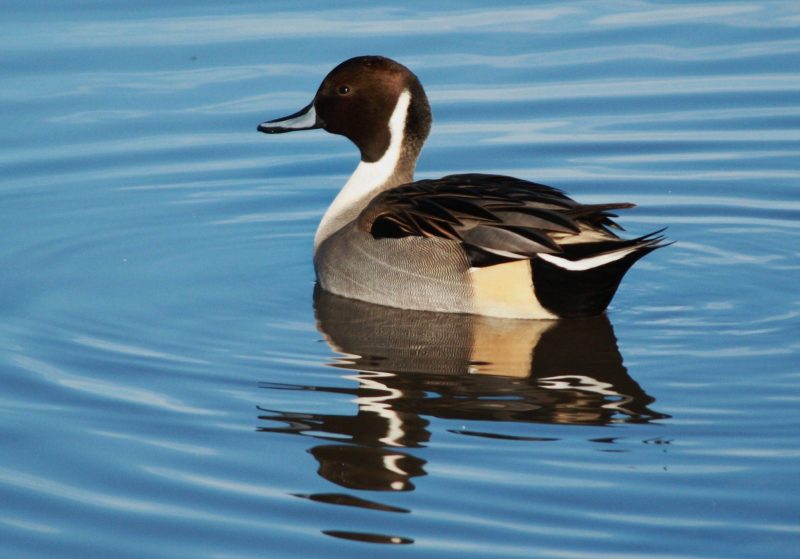 Pintail in water