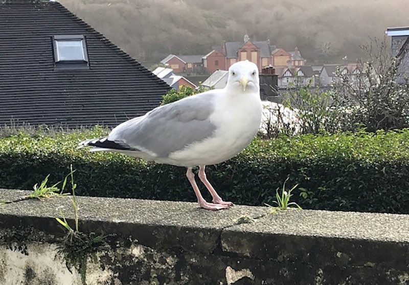 Seagull up close