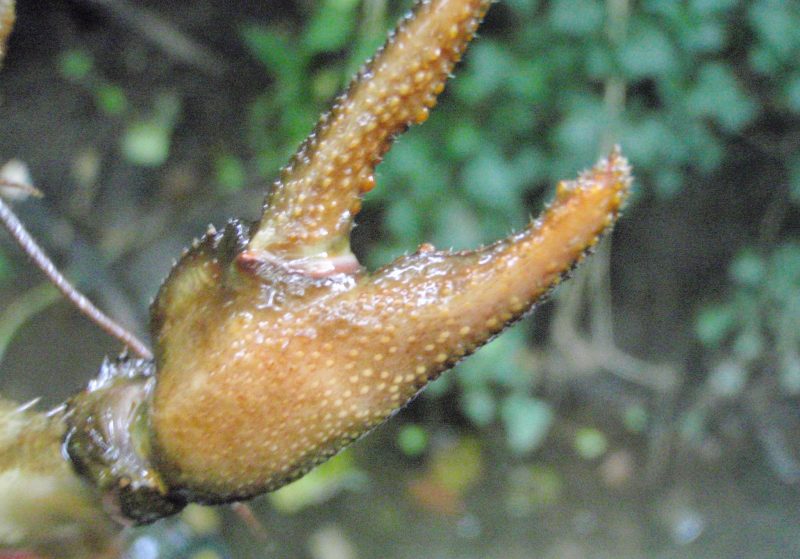 Crayfish claw