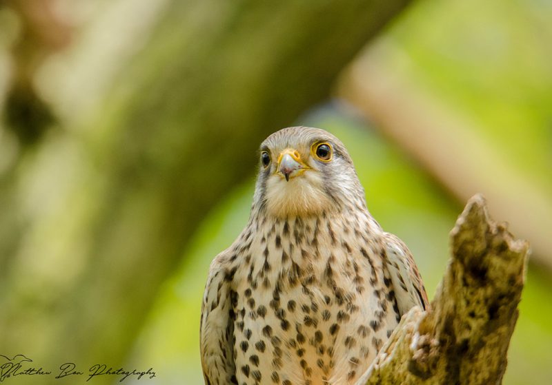 An image of a Kestrel taken by Mattew Boa