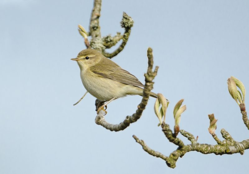 An image of a Willow Warbler by Mattew Boa