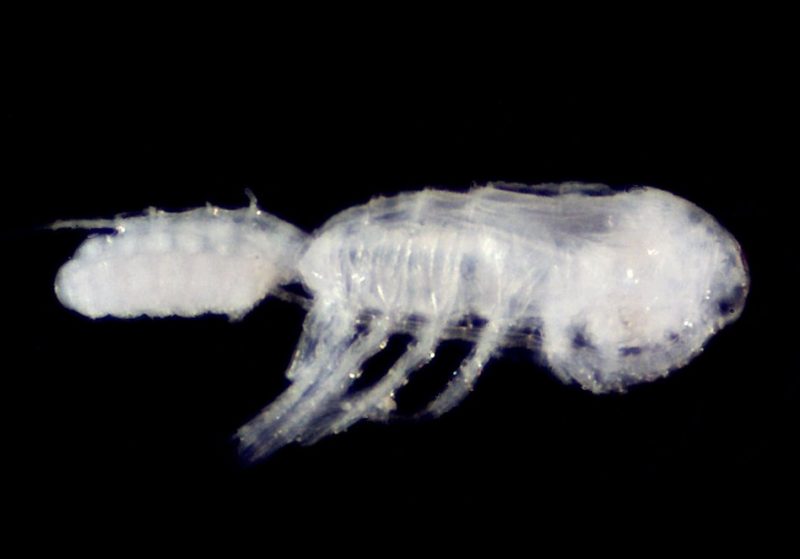 Copepod