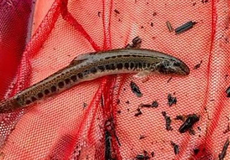 Spined Loach