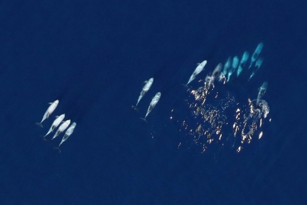 Offshore Wildlife Imagery Thumbnail