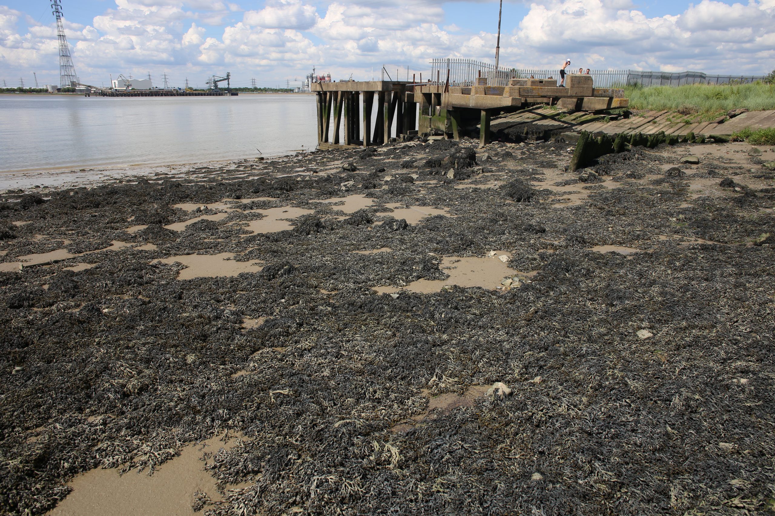 Picture of jetty in the Thames Estuary