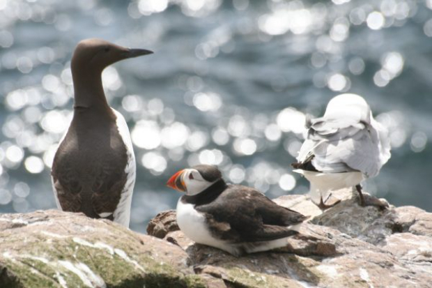 Research confirms value of aerial bird surveys Thumbnail