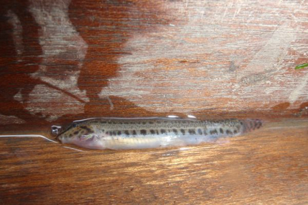 Fisheries scientists lend expertise to guidance Thumbnail