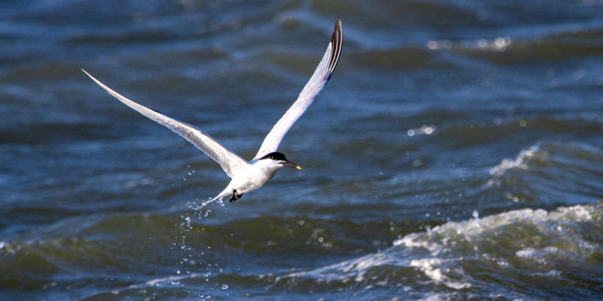 Tern flying over water