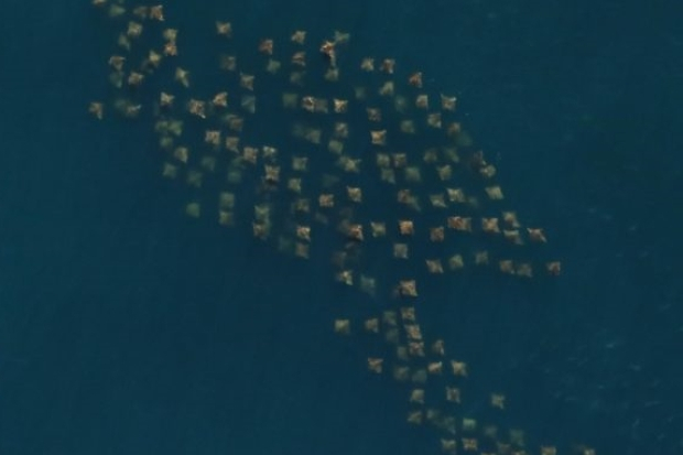 World’s biggest offshore wildlife aerial survey reaches halfway Thumbnail
