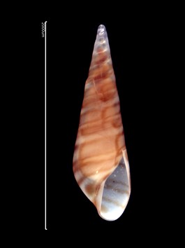 An image containing a close up of mollusc Eulima glabra