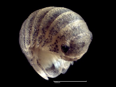 An image containing a close up of isopod Lekanesphaera hookeri